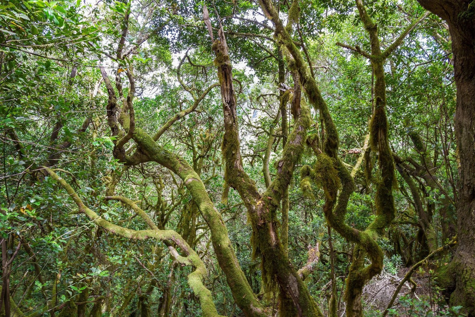 nature-717503_1920-3372e316